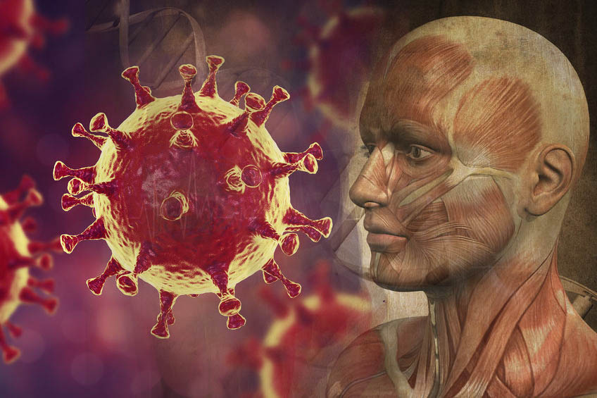 corona virus immune system