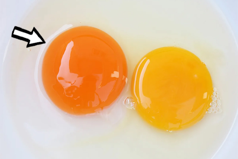 orange egg yolk